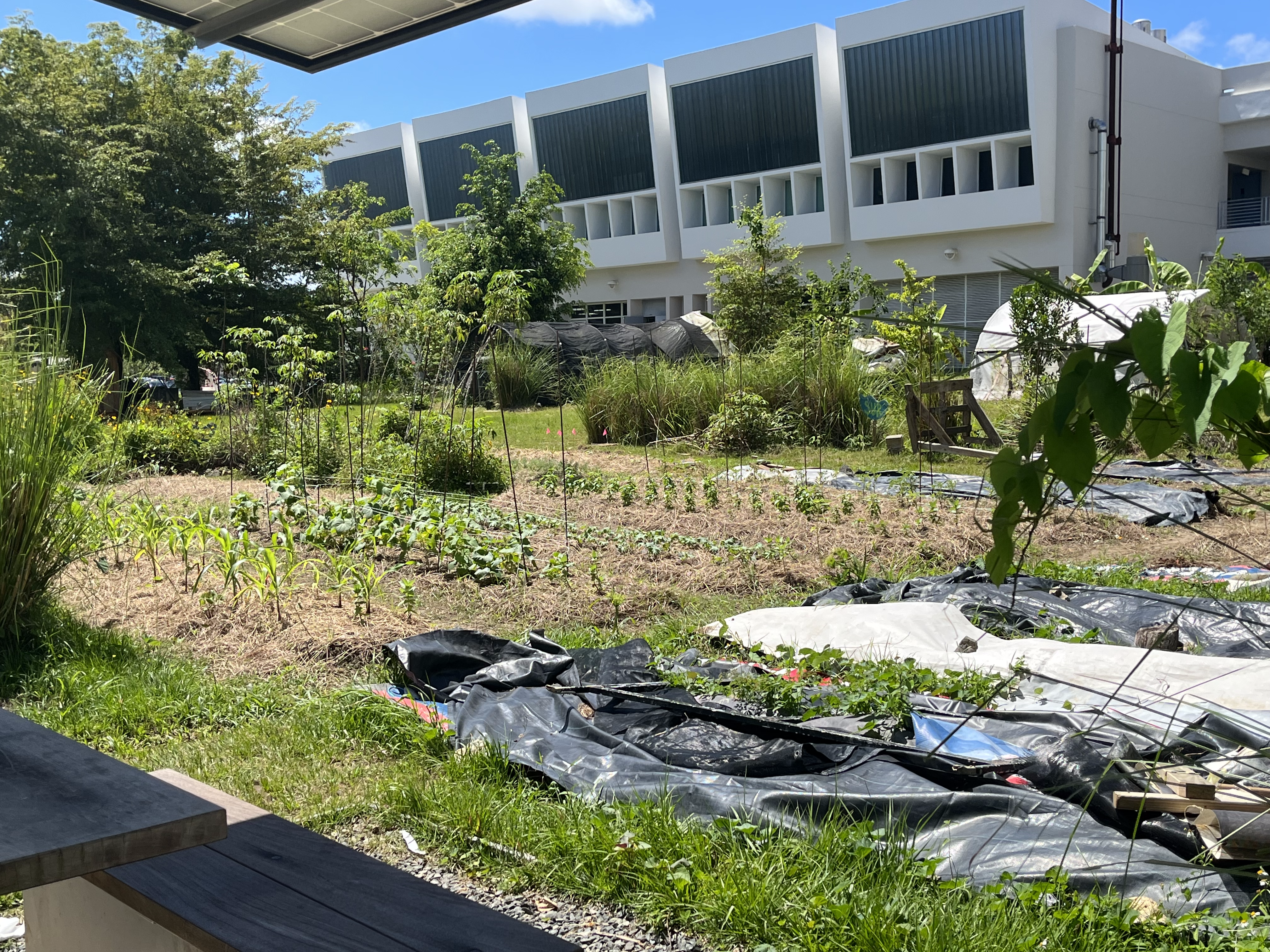 Al fondo de la foto se ve el edificio blanco de la facultad de Bellos Oficios de la UPRRP. Justo frente al edificio se ve un huerto. Al lado izquierdo se ven árboles y flora verde. Al lado derecho, unas bolsas negras y blancas cubren el suelo frontal del huerto mientras plantas verdes se asoman entremedio de las bolsas.